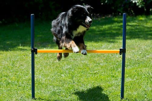 Procyon Dog Agility Starter-Set für Hunde aller Grössen - Agility-Training Set mit Tunnel, Slalomsta