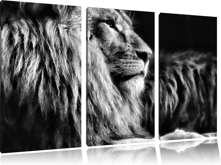 Pixxprint Majestätischer stolzer Löwe als Leinwandbild/Grösse: 3 Teilig (120x80) cm/Wandbild/Kunstdr