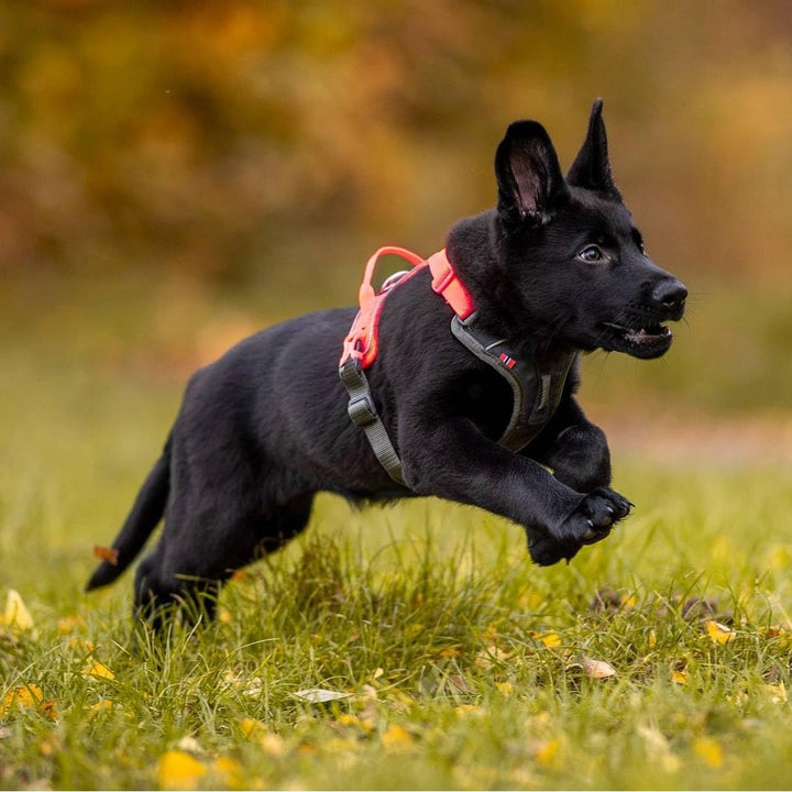 Non-stop dogwear Ramble Harness |Green| Führ und Alltagsgeschirr, Grösse:S