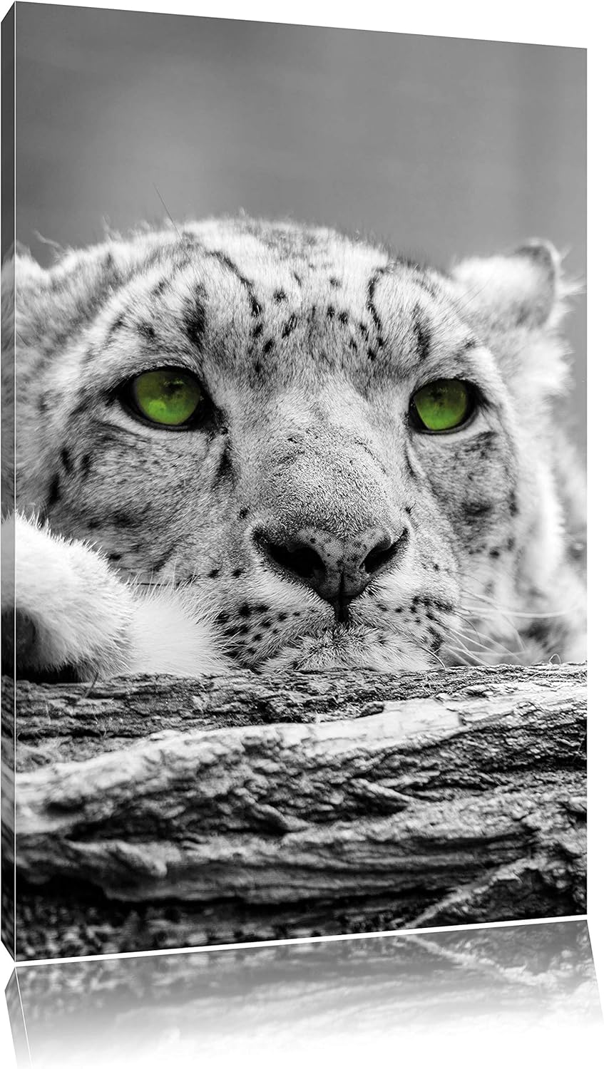 Pixxprint Gepard mit grünen Augen auf Baumstamm als Leinwandbild/Grösse: 120x80 cm/Wandbild/Kunstdru