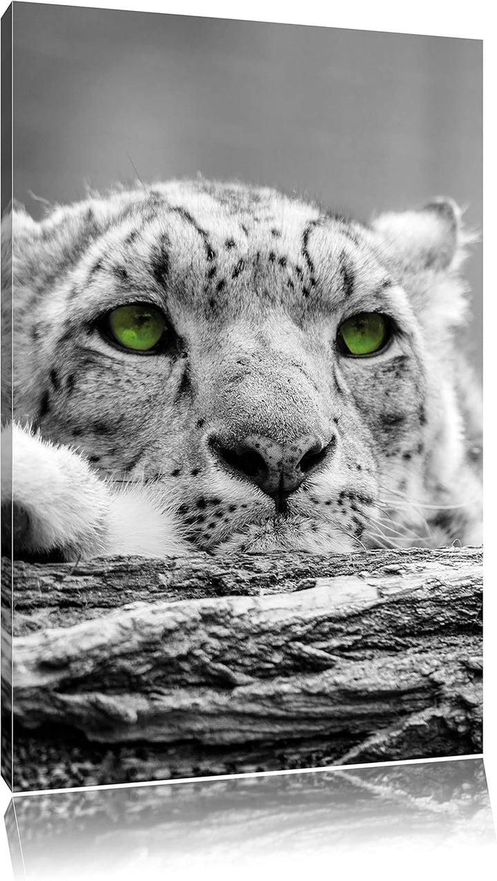 Pixxprint Gepard mit grünen Augen auf Baumstamm als Leinwandbild/Grösse: 120x80 cm/Wandbild/Kunstdru