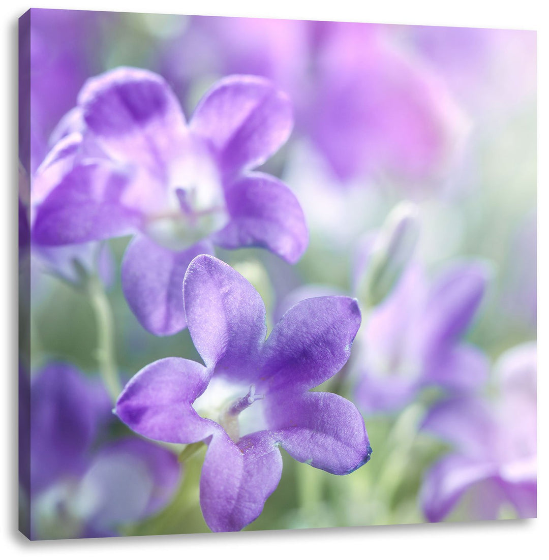 Lilane Lavendelblumen, Format: 70x70 auf Leinwand, XXL riesige Bilder fertig gerahmt mit Keilrahmen,