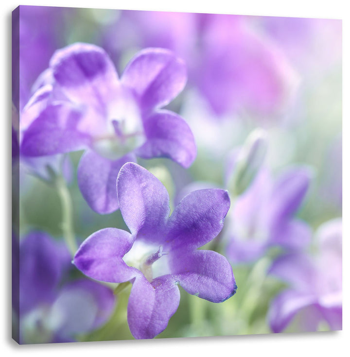 Lilane Lavendelblumen, Format: 70x70 auf Leinwand, XXL riesige Bilder fertig gerahmt mit Keilrahmen,