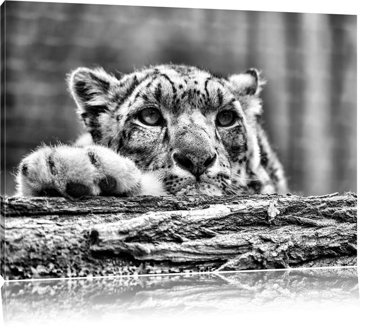 Pixxprint Schöner Leopard / 100x70cm Leinwandbild bespannt auf Holzrahmen/Wandbild Kunstdruck Dekora