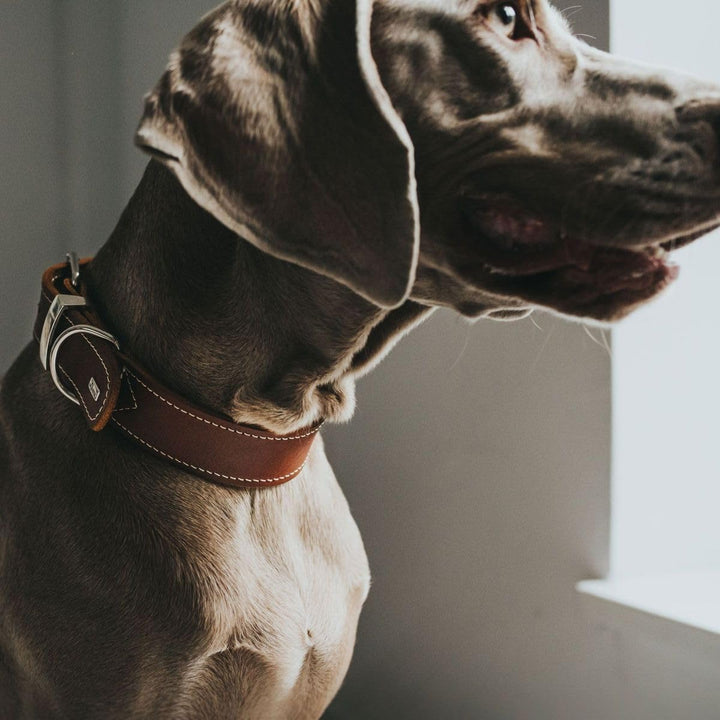 HUNTER AALBORG SPECIAL Hundehalsband, Leder, strapazierfähig, komfortabel, 55 (M), cognac cognac 55
