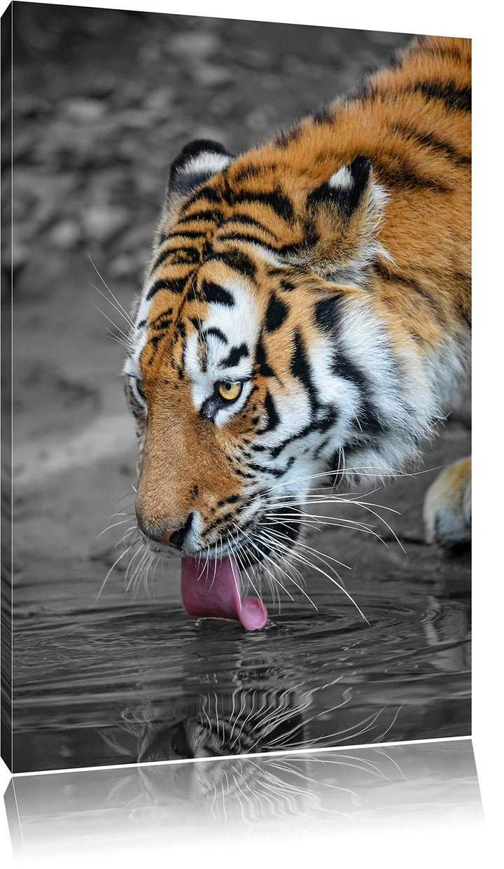 stolzer Tiger am Wasser schwarz/weiss auf Leinwand, XXL riesige Bilder fertig gerahmt mit Keilrahmen