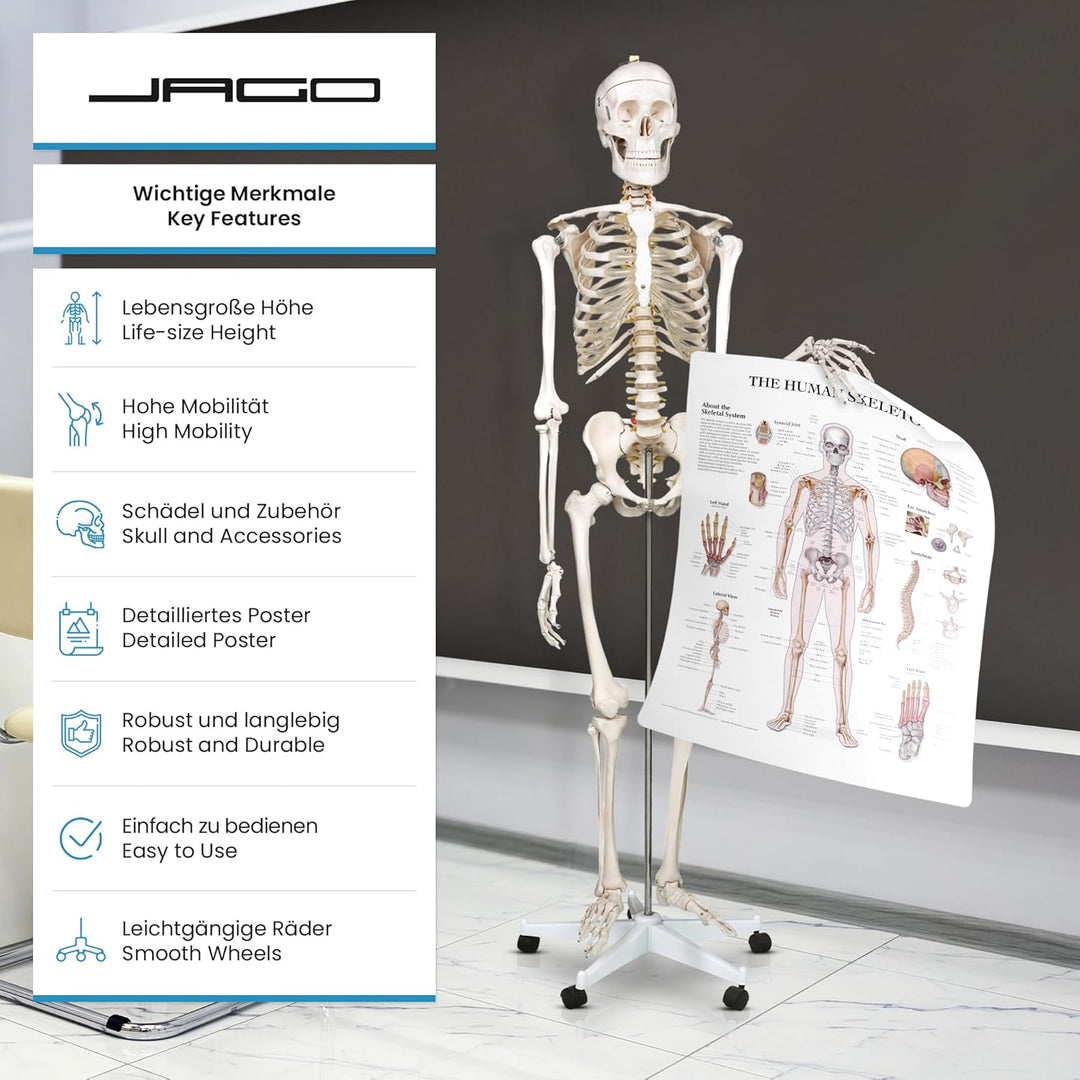 Jago® Menschliches Anatomie Skelett 181.5 cm - inkl. Schutzabdeckung, mit Ständer, Standfuss und Leh