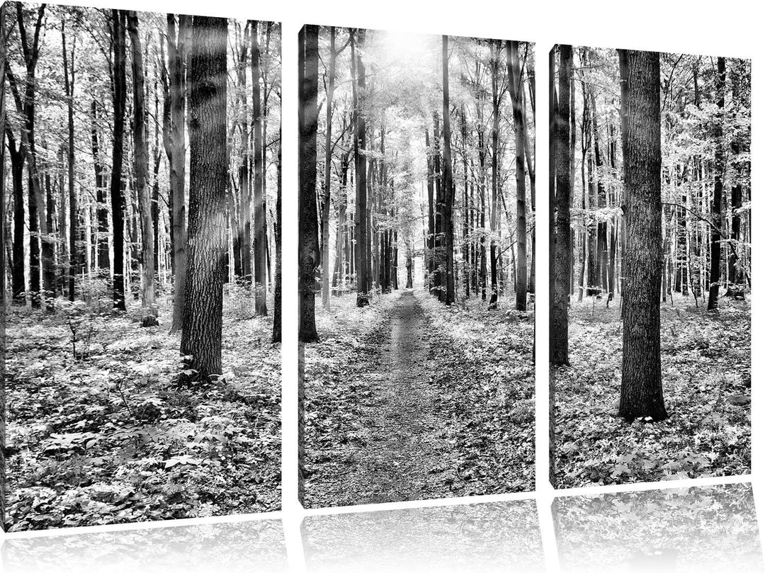 Pixxprint Sonnenlicht Wald / 3-Teilig/Gesamtmass 120cm Leinwandbild bespannt auf Holzrahmen/Wandbild