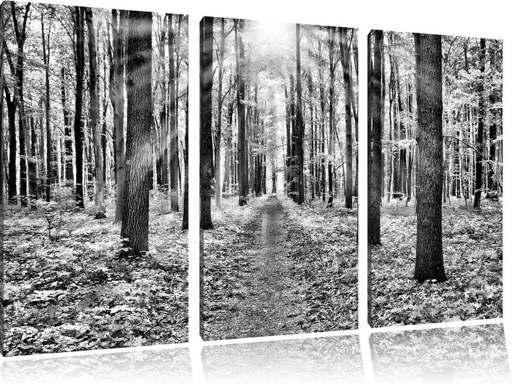Pixxprint Sonnenlicht Wald / 3-Teilig/Gesamtmass 120cm Leinwandbild bespannt auf Holzrahmen/Wandbild
