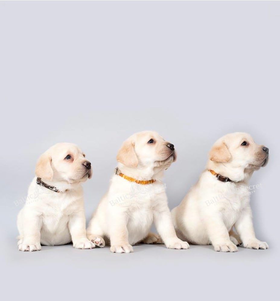 Bernsteinkette Hund | Bernsteinhalsband für Hunde &amp; Katzen | Hundehalsband I Natürliches Halsband Hu