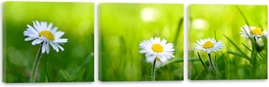 Feeby. Leinwandbild, Bilder, Wand Bild - 3 Teile - Panoramabild, Wandbilder, Kunstdruck 150x50 cm, G