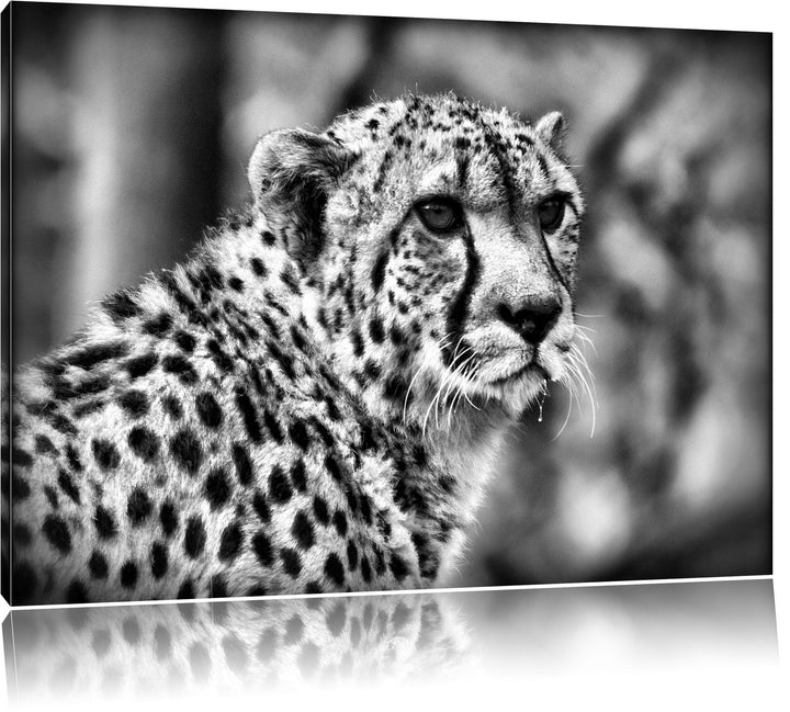 Pixxprint bildschöner Gepard als Leinwandbild/Grösse: 100x70 / Wandbild/Kunstdruck/fertig bespannt,