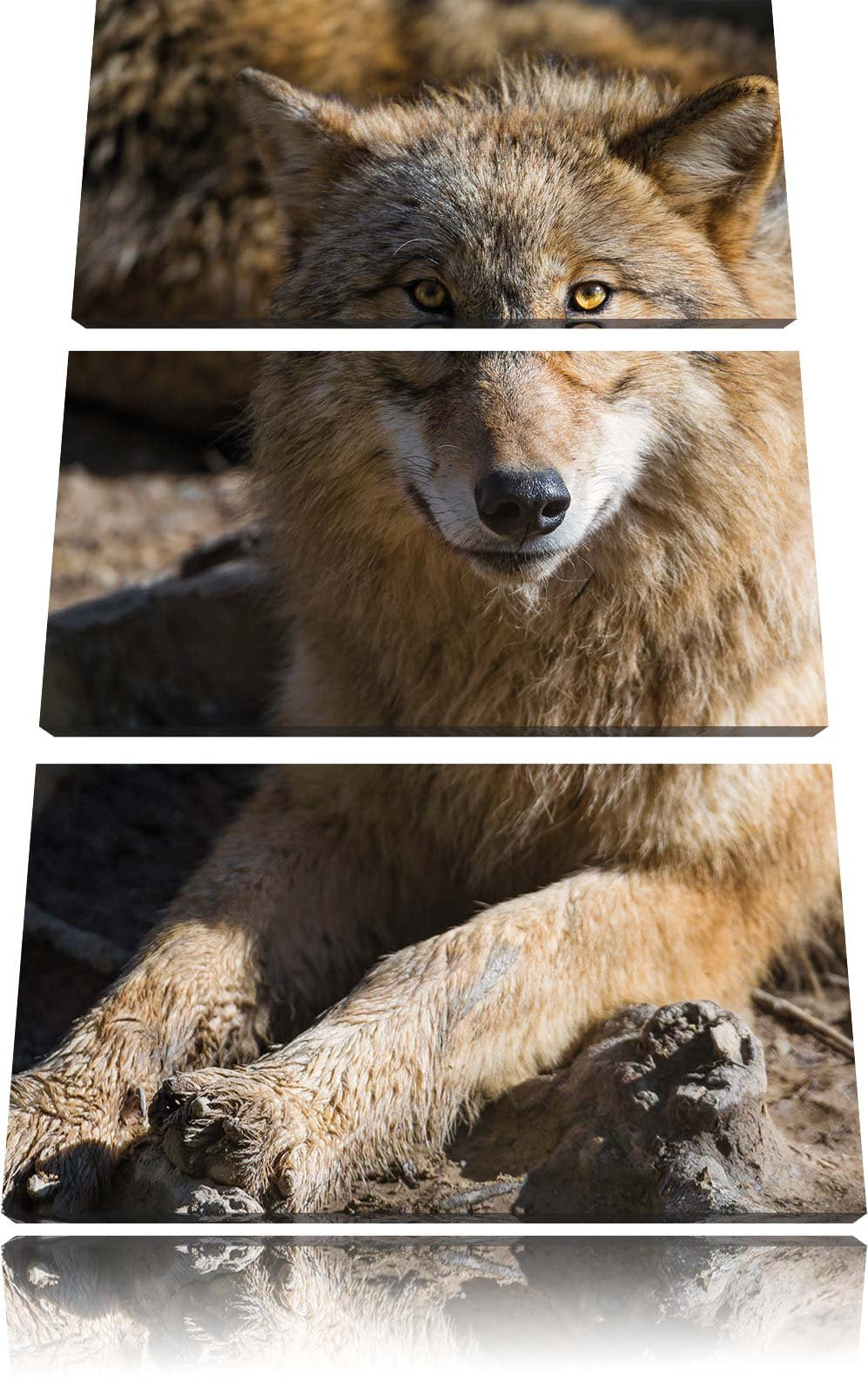 Pixxprint aufschauender Wolf 3-Teiler Leinwandbild 120x80 Bild auf Leinwand