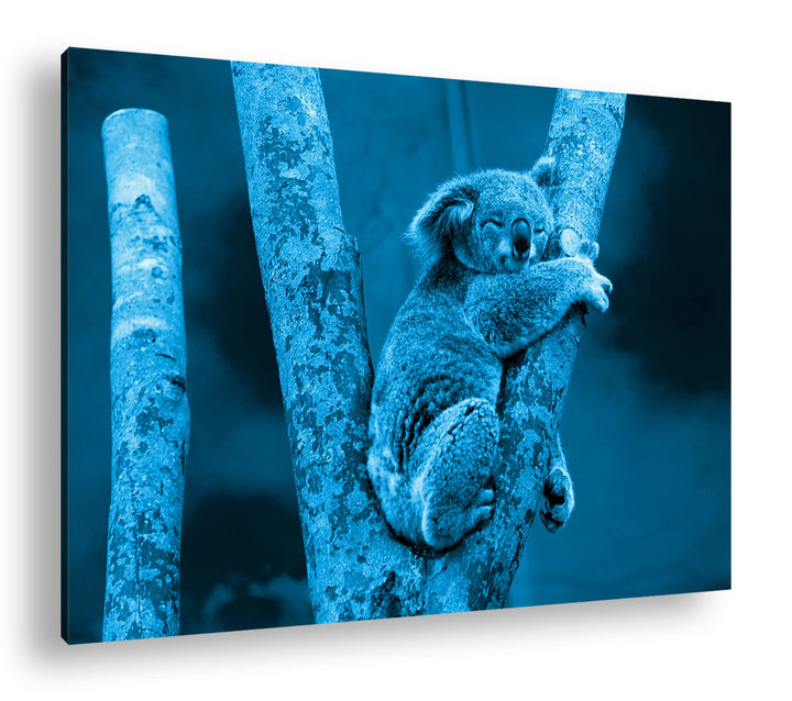 deyoli niedlich schlafender Koalabär Format 80x60 Effekt: Monocrome Blau als Leinwandbild, Motiv fer