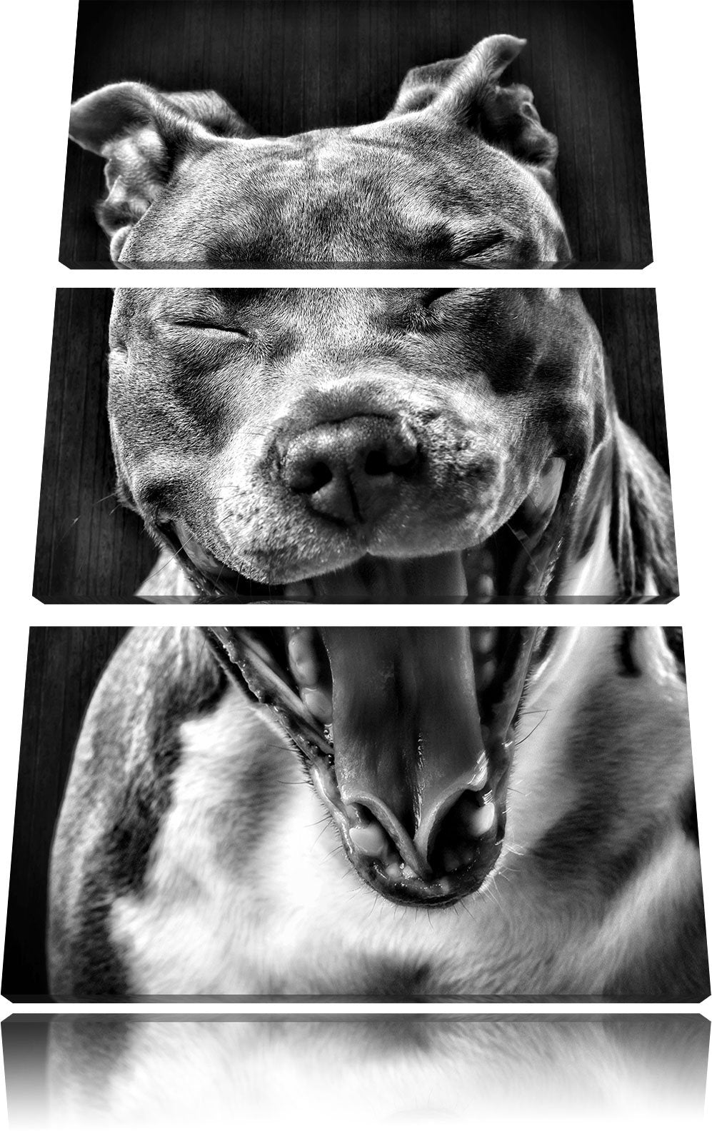 Pixxprint Lachender Pitbull als Leinwandbild | Grösse: 3 Teilig (120x80) | Wandbild| Kunstdruck | fe