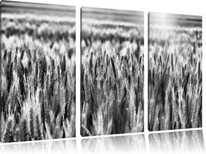 Pixxprint Getreidefeld als Leinwandbild/Grösse: 3 Teilig (120x80) cm/Wandbild/Kunstdruck/fertig besp