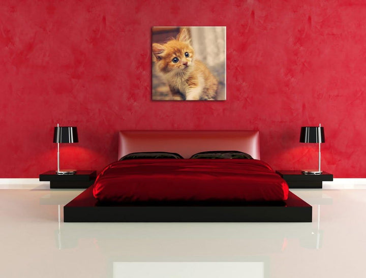 Neugieriges Kätzchen, Format: 70x70 auf Leinwand, XXL riesige Bilder fertig gerahmt mit Keilrahmen,