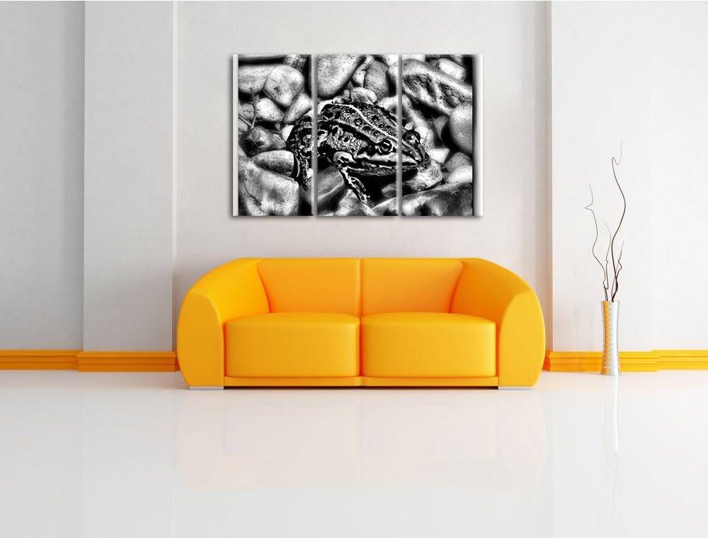 Pixxprint Monocrome, grüne Kröte in Steinbett 3-Teiler Leinwandbild 120x80 Bild auf Leinwand