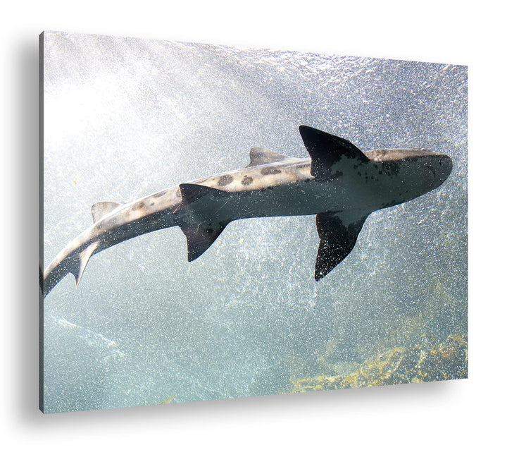 deyoli grosser Hai im Aquarium im Format: 60x40 als Leinwandbild, Motiv fertig gerahmt auf Echtholzr