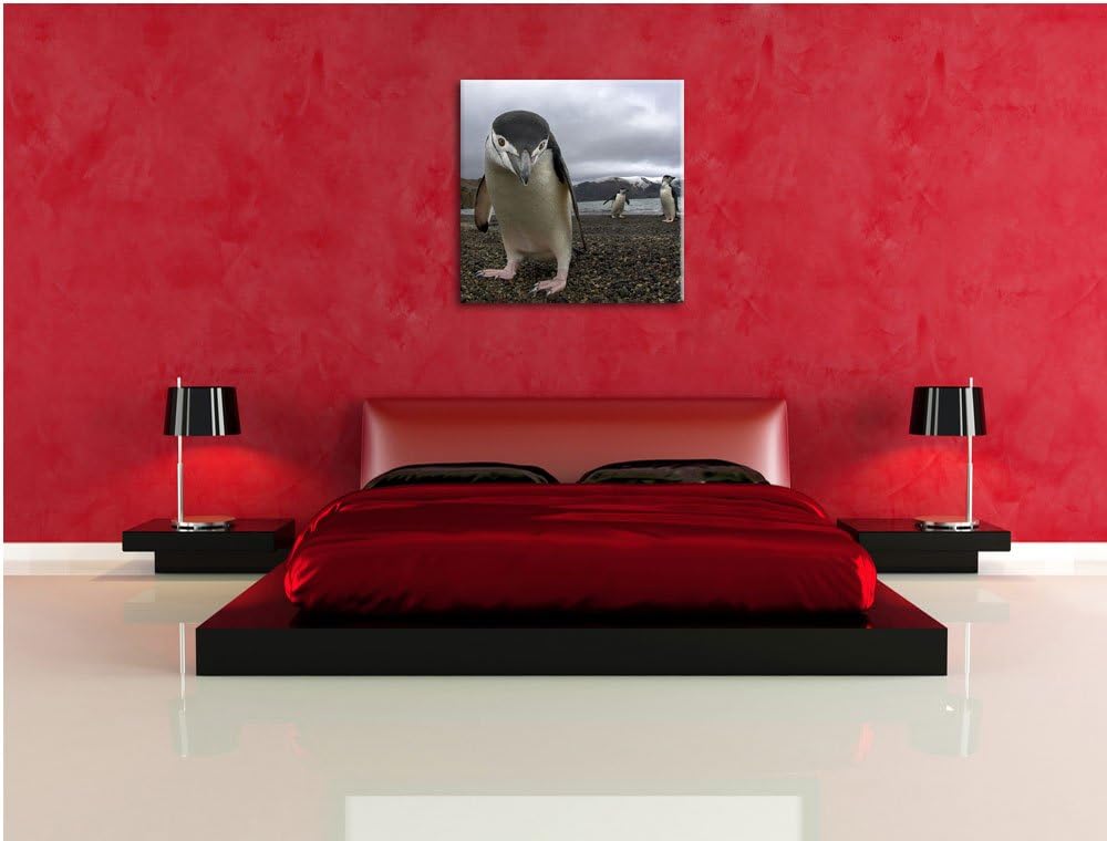 Lustige Pinguine, Format: 70x70 auf Leinwand, XXL riesige Bilder fertig gerahmt mit Keilrahmen, Kuns