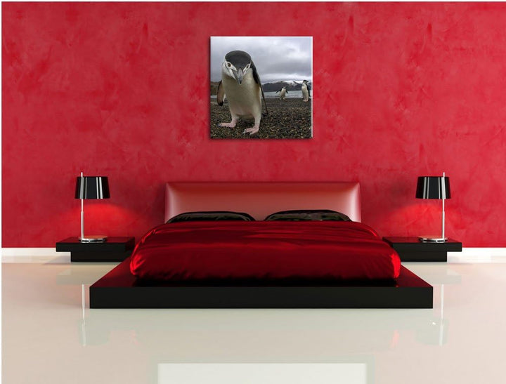 Lustige Pinguine, Format: 70x70 auf Leinwand, XXL riesige Bilder fertig gerahmt mit Keilrahmen, Kuns