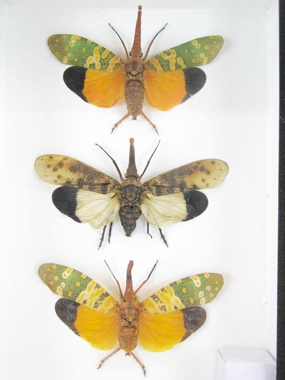 Echte exotische riesige Käfer, Insekten und Krabbler im Schaukasten - Insekten - Taxidermie (3x Pyro