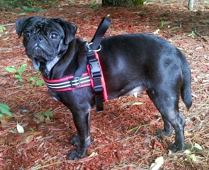 ComfortFlex American Made Quick Fit voll gepolstertes reflektierendes Sport-Hundegeschirr für aktive