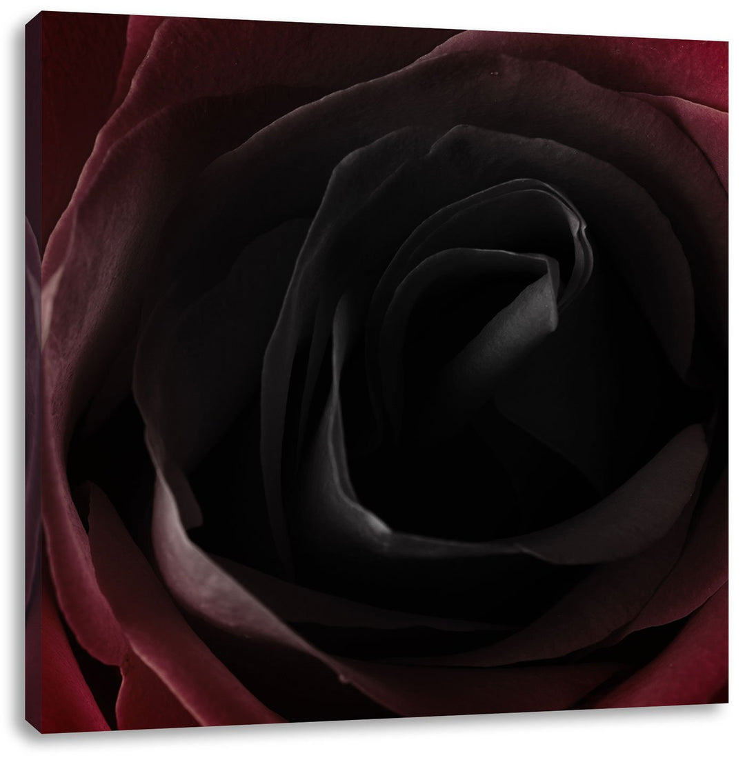 Rote Rose Schwarz/Weiss, Format: 70x70 auf Leinwand, XXL riesige Bilder fertig gerahmt mit Keilrahme