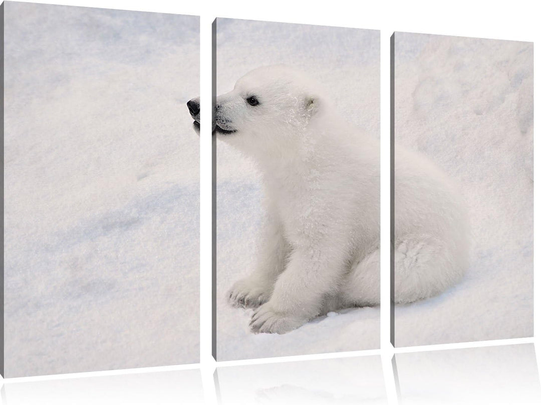 Pixxprint niedliches Eisbär Baby als Leinwandbild - Grösse: 3-Teilig (120x80cm) - Wandbild - Kunstdr