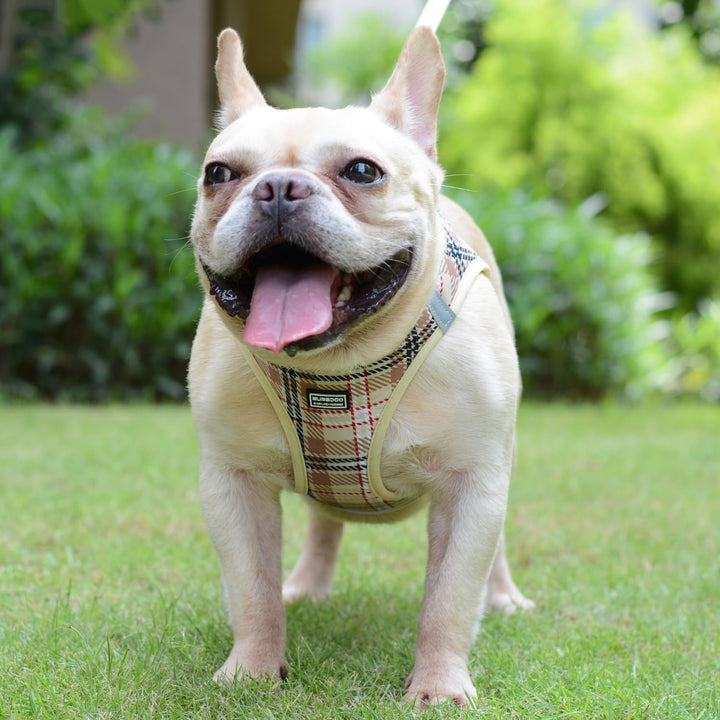 Suredoo Hundegeschirr Kleine Hunde mit Leine, Anti Zug Geschirr Reflektierend Atmungsaktiv Brustgesc