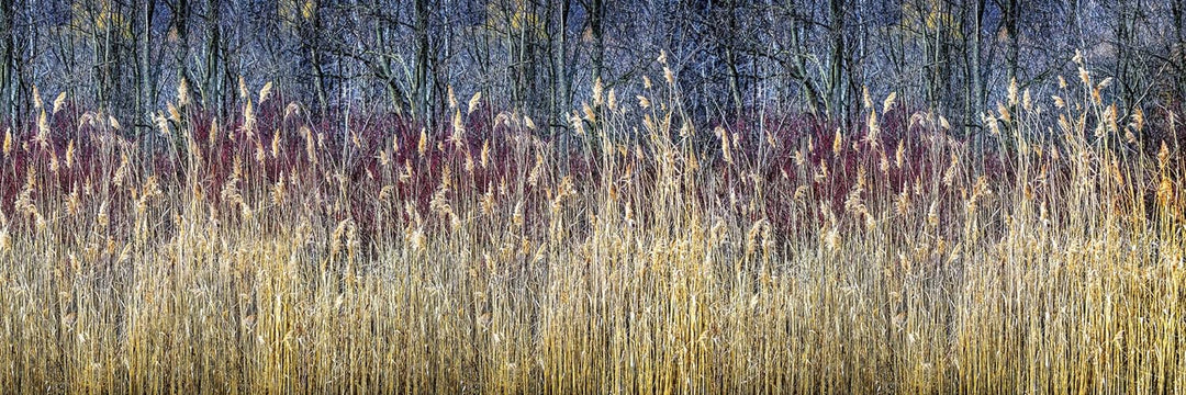 DIMEX Küchenrückwand Folie selbstklebend Winterschilf | Klebefolie - Dekofolie - Spritzschutz für Kü