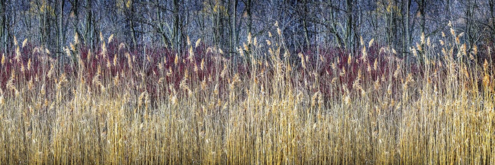 DIMEX Küchenrückwand Folie selbstklebend Winterschilf | Klebefolie - Dekofolie - Spritzschutz für Kü