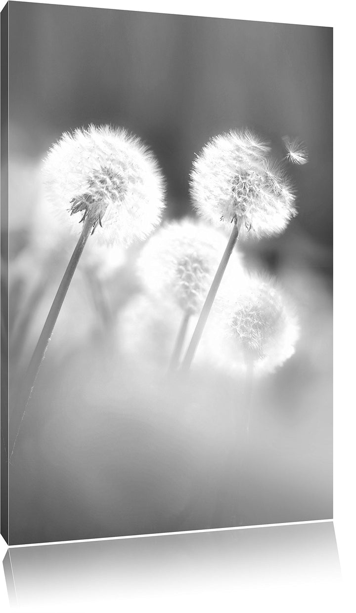 Pixxprint Pusteblumen im morgendlichen Wind Kunst B&amp;W, Format: 100x70 auf Leinwand, riesige Bilder f