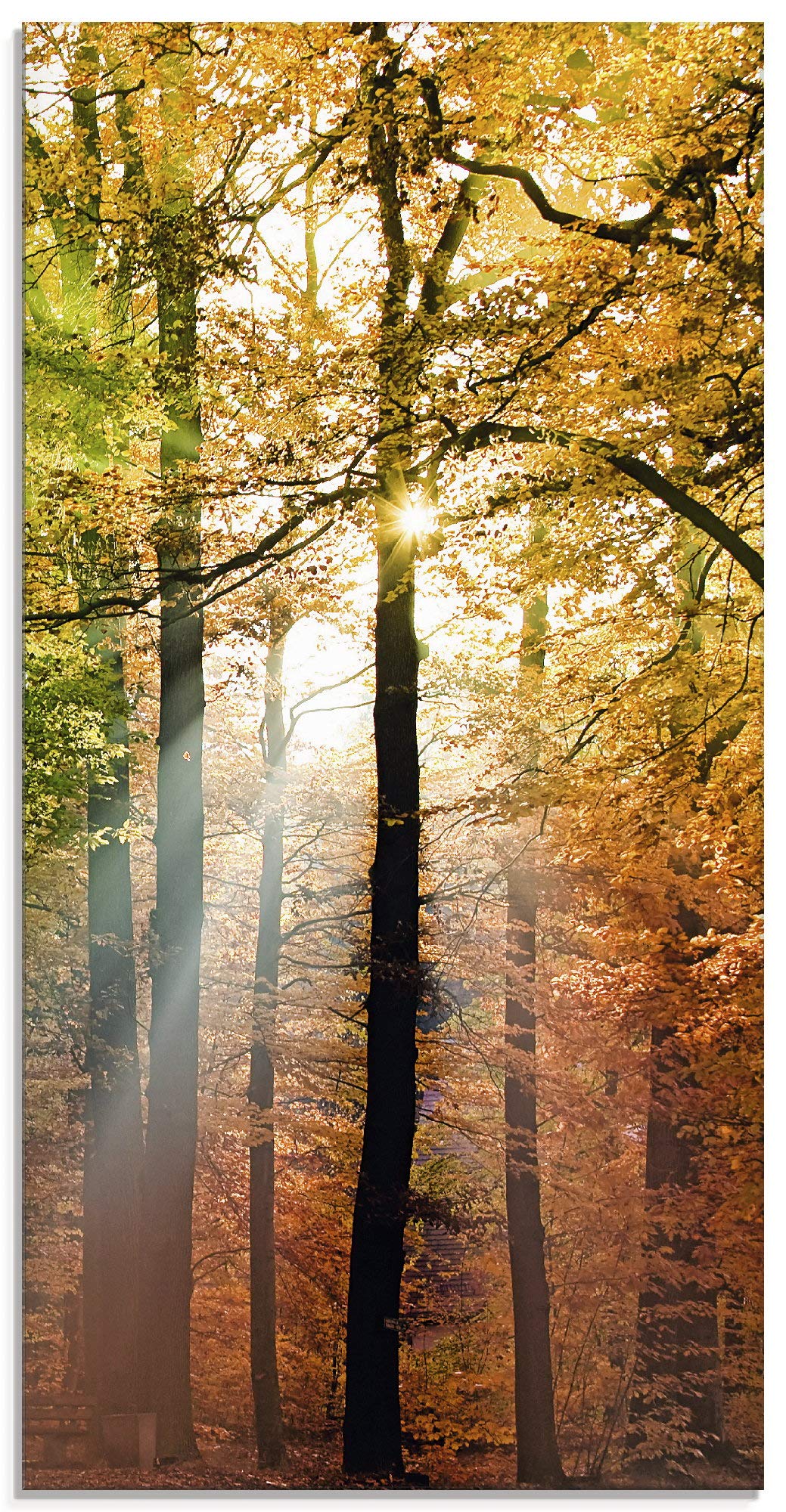Glasbilder Wandbild Glas Bild einteilig 30x60 cm Hochformat Natur Landschaft Wald Herbst Sonne Bäume