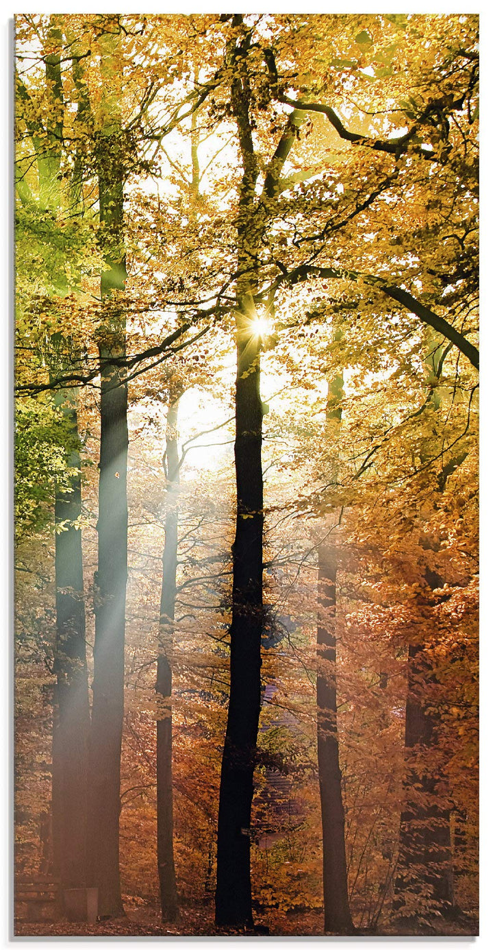 Glasbilder Wandbild Glas Bild einteilig 30x60 cm Hochformat Natur Landschaft Wald Herbst Sonne Bäume
