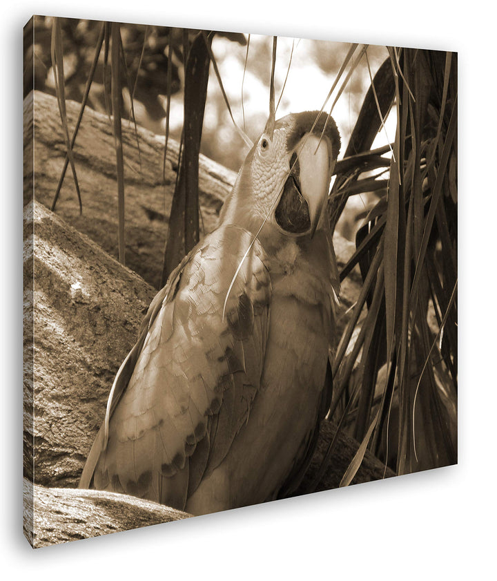 deyoli exotischer Papagei im Baum Format: 70x70 Effekt: Sepia als Leinwandbild, Motiv fertig gerahmt