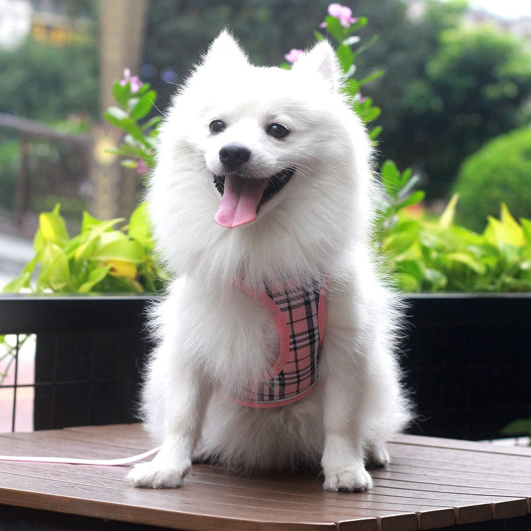 Suredoo Hundegeschirr Kleine Hunde mit Leine, Anti Zug Geschirr Reflektierend Atmungsaktiv Brustgesc