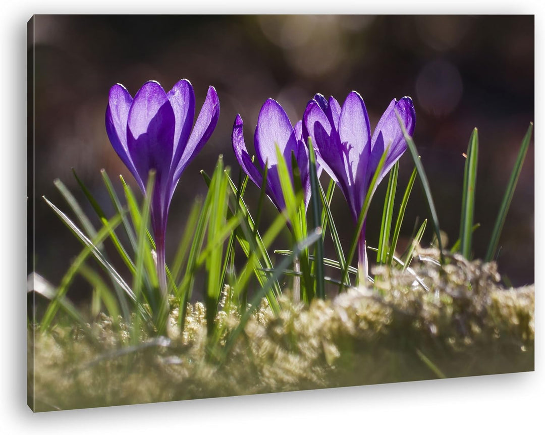 deyoli beeindruckende Krokusse im Frühling Format: 80x60 als Leinwandbild, Motiv fertig gerahmt auf