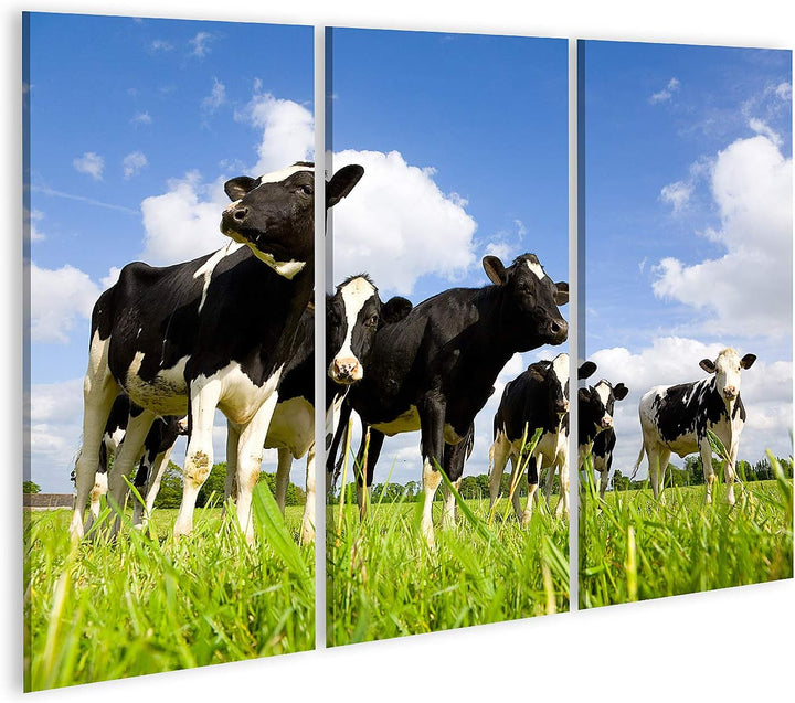 islandburner Bild auf Leinwand Holsteinische Kühe Auf Der Wiese Bilder Wandbilder Poster Leinwand 13
