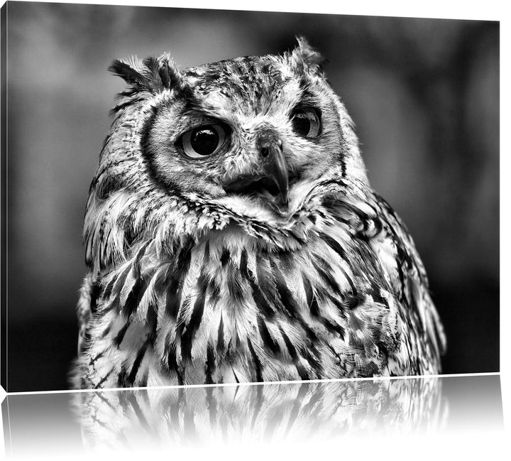 Pixxprint sehr müde Waldeule als Leinwandbild/Grösse: 100x70 / Wandbild/Kunstdruck/fertig bespannt,