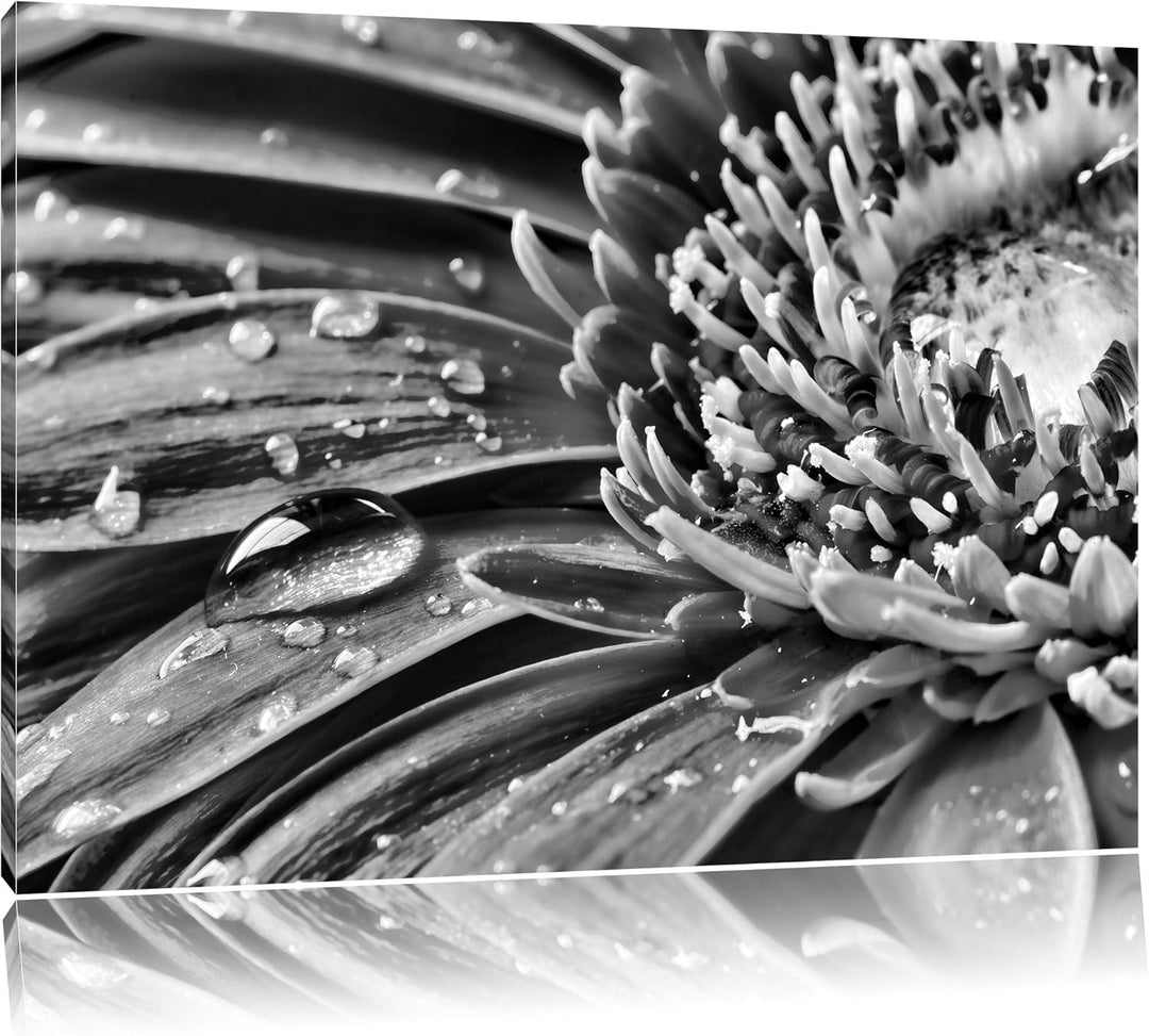 Pixxprint Gerbera mit Wassertropfen / 100x70cm Leinwandbild bespannt auf Holzrahmen/Wandbild Kunstdr