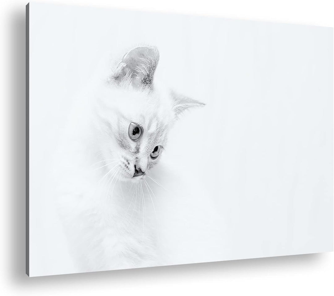 deyoli schneeweisses Kätzchen Format: 80x60 als Leinwandbild, Motiv fertig gerahmt auf Echtholzrahme
