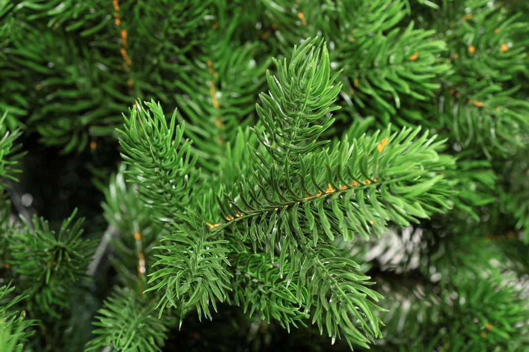 eveXmas 65cm Künstlicher Weihnachtsbaum, Tannenbaum ALTAIR Klassik Grün, 62 Zweige 100% PE-Spitzen,