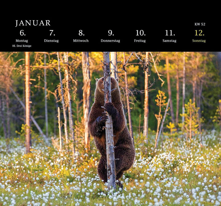 Postkartenkalender 2025: Von Pechvögeln und bunten Hunden: Ein tierisch guter Wochenkalender | Zum A