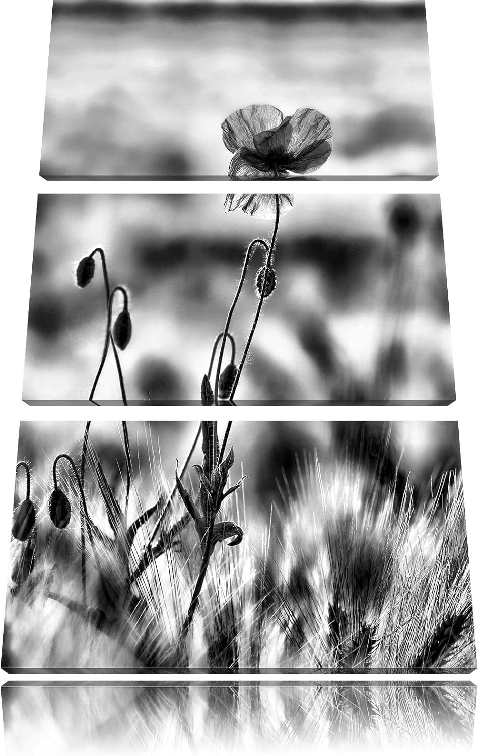 Pixxprint Blumen im Feld Tulpen als Leinwandbild/Grösse: 3 Teilig (120x80) cm/Wandbild/Kunstdruck/fe