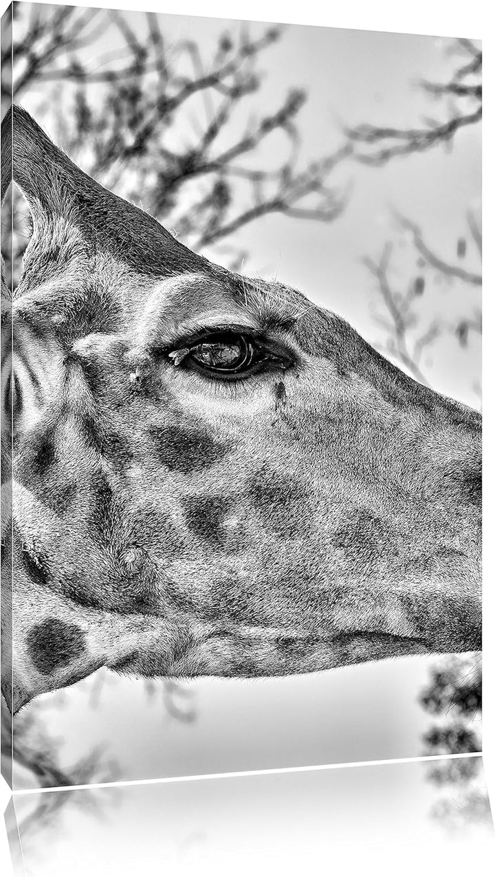 Pixxprint anmutige Giraffe isst als Leinwandbild/Grösse: 100x70 / Wandbild/Kunstdruck/fertig bespann