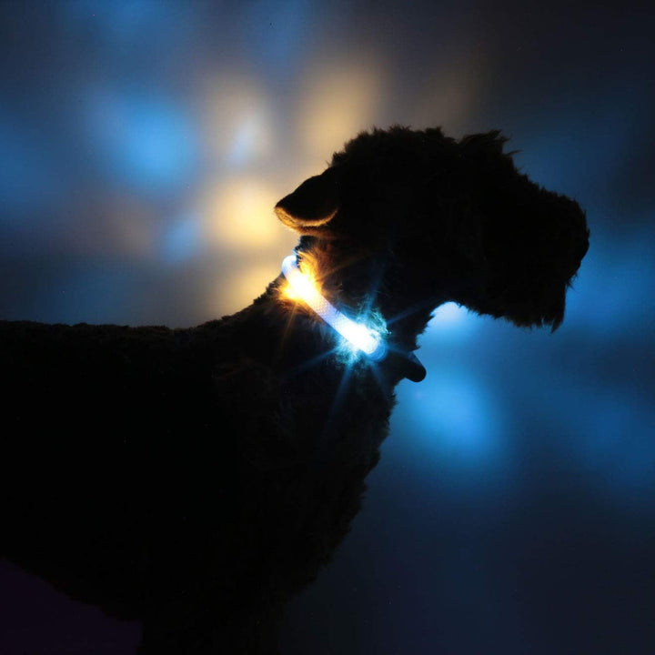 LEUCHTIE® Leuchthalsband Easy Charge eisblau-vanille Grösse 37,5 I LED Halsband für Hunde I USB aufl