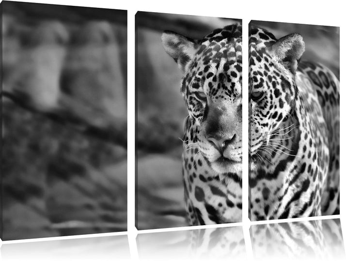 Pixxprint Leopard, Wüste, als Leinwandbild/Grösse: 3 Teilig (120x80) cm/Wandbild/Kunstdruck/fertig b