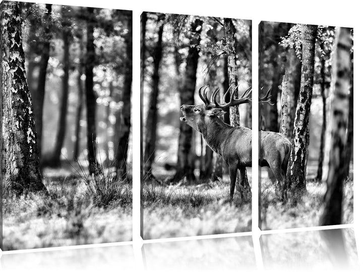 Pixxprint Hirsch im Wald als Leinwandbild | Grösse: 3 Teilig (120x80) | Wandbild| Kunstdruck | ferti