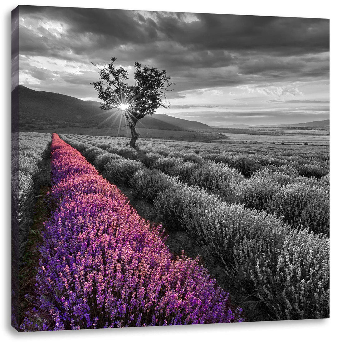 Pixxprint Lavendelfeld mit einsamen Baum schwarz/weiss, Format: 70x70 auf Leinwand, 70x70